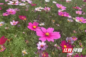 格桑花竞相绽放 江永又一打卡地诞生图片