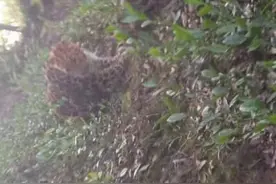 杭州转塘疑似发现豹子｜目击村民：干农活时前后碰到过两次，第一次就在我脚后跟，吓死图片