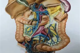 被学医“耽误”的画家！贵州这所学校学生画的人体器官结构图栩栩如生图片