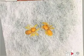 重庆缙云山发现两种全新蜘蛛图片