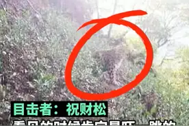 目击者还原杭州发现豹子经过：它胆子挺大，还回头看我一眼图片