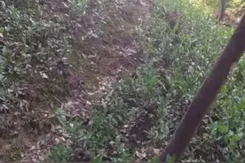 杭州发现豹子？拍摄者称与其相距两三米对视，网友：生态是真的好图片