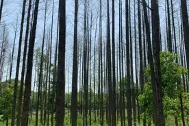 安徽淮南回应“公园两百余棵水杉死亡”：地层塌陷缺水枯亡图片
