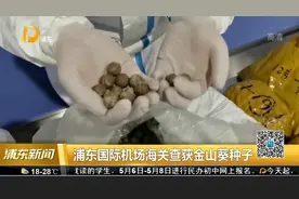 浦东国际机场海关查获金山葵种子视频封面