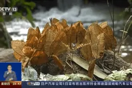 10年来规模最大“蝴蝶大爆发”！云南上亿只蝴蝶宝宝将化羽成蝶图片