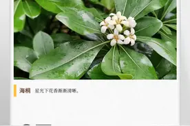 湖湘自然历丨它就是“七里香”图片