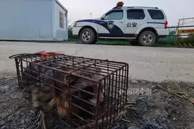 在逃野兽出没在柳州这工地，连警察都惊动了图片