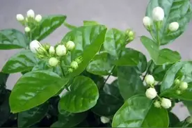 张恋的美文 / 茉莉花开图片
