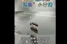 安庆警花下班巧遇“迷路”小香猪，一番追逐终将小猪“擒获”图片