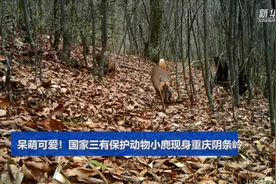 呆萌可爱！国家三有保护动物小麂现身重庆阴条岭图片