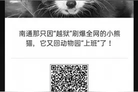 小熊猫“越狱”成网红 如今已经回动物园“上班”了图片