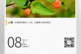 湖湘自然历丨那种被称作“泡”的小野果成熟了图片
