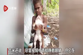 所罗门群岛村民发现一只1公斤重青蛙 体格大小像人类婴儿图片