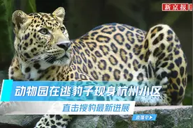 动物园在逃豹子现身杭州小区 直击搜豹最新现场图片