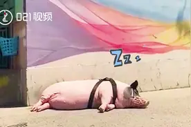 长不大的小香猪长大了…上海女生养300斤香猪当宠物：我妈妈最宝贝它视频封面