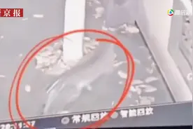 杭州出逃的三只金钱豹仍有两只在逃，救援队携猎犬参与搜捕图片
