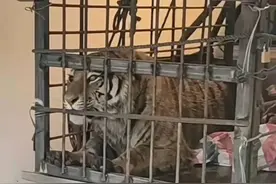 东北虎闯入村庄后续来了 被扑伤女子已出院图片