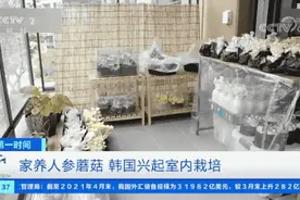 在家也能种人参？！三四个月就能收获人参根！平菇、猴头菇长满阳台...图片