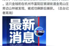 “金钱豹外逃”事件，最新进展来了图片