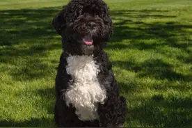 奥巴马宠物犬因癌症去世，多家美媒报道，记者晒与狗合照图片