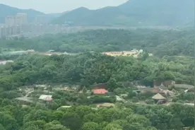 杭州“豹子外逃”续：野生动物世界整改不到位绝不开园视频封面