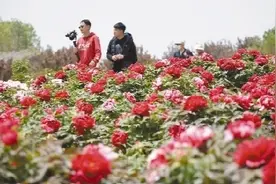 大连：千亩牡丹醉游人图片