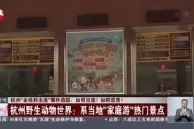 杭州“金钱豹出逃”事件追踪：如何出逃？  如何追责？  杭州野生动物世界：系当地“家庭游”热门景点视频封面