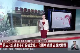 杭州“金钱豹出逃”事件追踪：如何出逃？  如何追责？  第三只出逃豹子行踪被发现：合围中逃脱  正继续搜寻视频封面