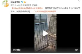 网传“因暴雨武汉动物园鳄鱼跑出”系谣言，武汉动物园：鳄鱼在园内好着呢图片