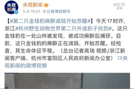 出逃金钱豹被搜救犬下“死口”？不，这不科学图片