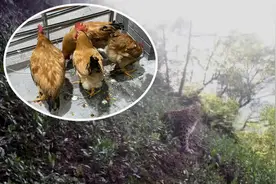 安放活鸡诱饵+红外摄像头“守株待豹”，金钱豹搜捕现场迎来暴雨图片