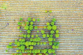 贵州毕节：种植工业辣椒，助力乡村振兴图片