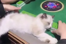招财猫！3个月大的小奶猫头枕麻将睡倒 主人：它最爱听麻将声音图片