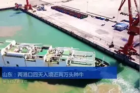 山东：两港口四天入境近两万头种牛视频封面