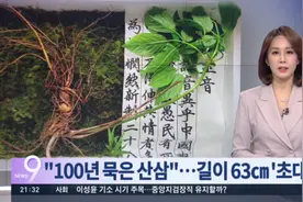 韩国大妈山上挖出百年野人参：个头大 估价9000万韩元图片