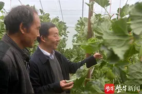 东海山左口的瓜棚里，飘出香甜幸福的味道图片