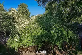 探花记｜木香花，也叫七里香图片