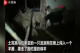 土耳其一流浪狗闯入羊圈 咬死一半绵羊图片