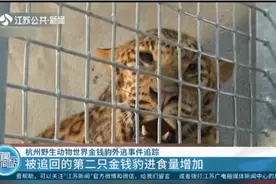 杭州野生动物世界金钱豹外逃事件：被追回第二只金钱豹进食量增加视频封面