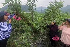 走，一起去清溪场镇龙凤村采桑葚图片