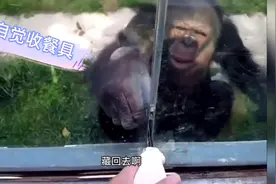 大猩猩自带吸管喝饮料，喝完后被游客“教育”：吸管赶紧藏起来图片