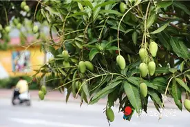 芒果满街头不宜摘来食图片