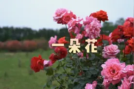 宛里大有乾坤｜一朵花视频封面