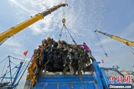 福建迎海带收割季：晾晒加工忙图片