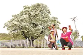 北京：密云580岁古流苏树迎来盛花期图片