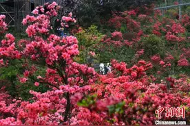 共富路上的浙江磐安：大盘山脉绵延共享观图片