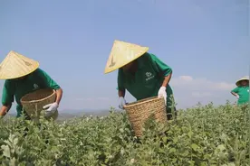 宛“艾”将熟！一株野草长成南阳百亿产业带 | 极刻图片