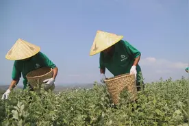宛“艾”将熟！一株野草长成南阳百亿产业带 | 极刻图片