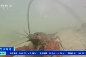 武汉小龙虾批发价腰斩，最便宜8元/斤图片