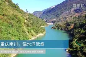 重庆南川：绿水浮鸳鸯视频封面